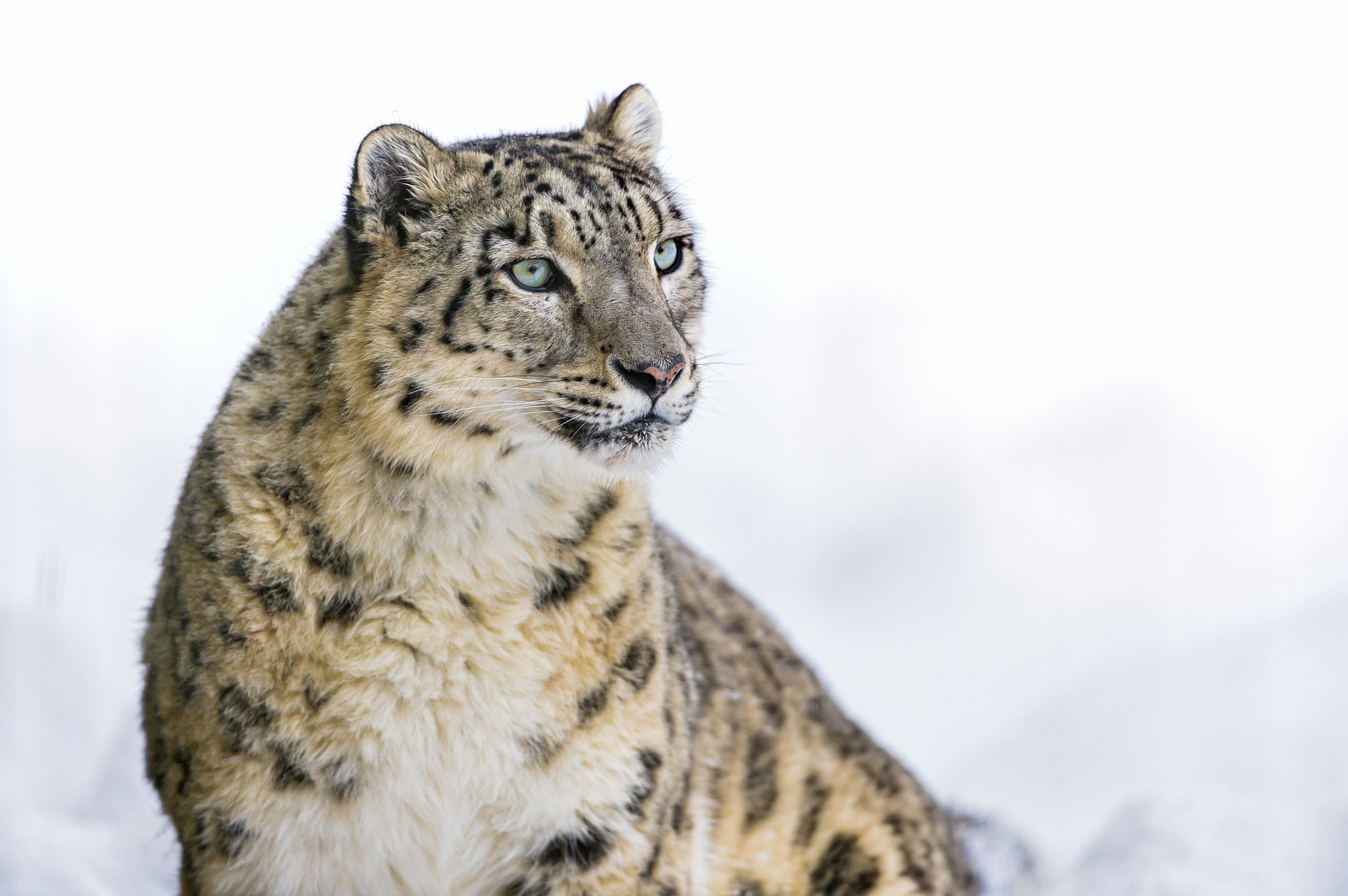 Snow Leopard, Species