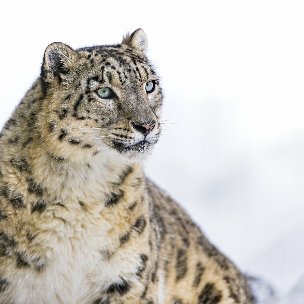 Impacts and Assessment of the Endangered Snow Leopard: A Conservational