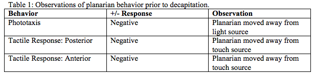 psychoanalysis in regeneration Hippocampal regeneration revised b, doctors, s, and sorter, d (2010), toward an emancipatory psychoanalysis: brandchaft's intersubjective vision. psychoanalysis in regeneration Hippocampal regeneration revised b, doctors, s, and sorter, d (2010), toward an emancipatory psychoanalysis: brandchaft's intersubjective vision.