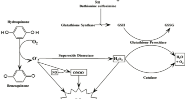 Obesity Articles