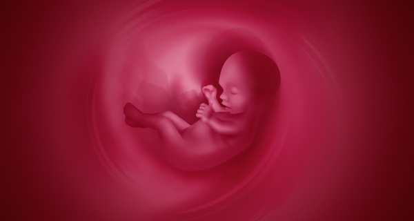 how much does an abortion cost without insurance