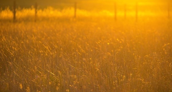 43+ Intelligent Design In Nature Articles Images