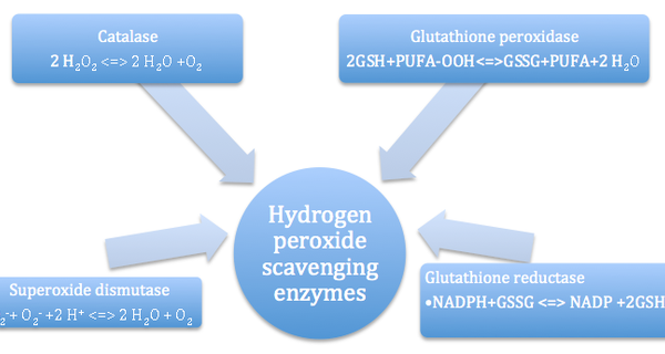 glutathione lip lightening balm Glutathione Peroxidase-1 in Health and Disease: From Molecular Mechanisms  to Therapeutic Opportunities main image 1