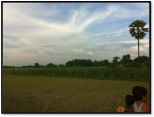 Sugarcane Fields
