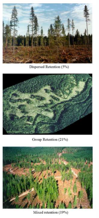 Figure 2: Retention Practices (Source: Bunnell, 2008) 