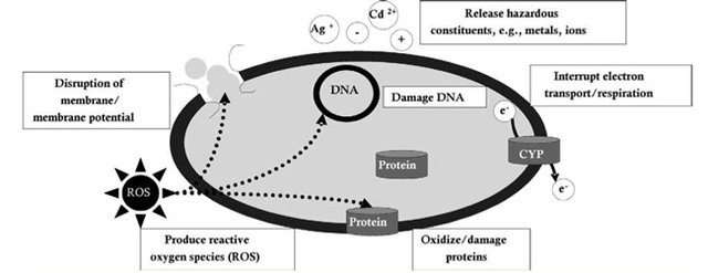 Figure 1. A proposed schematic diagram by Klein et al., of the possible mechanisms of nanomaterial toxicity to bacteria. (Image retrieved from Klein et al., 2008)