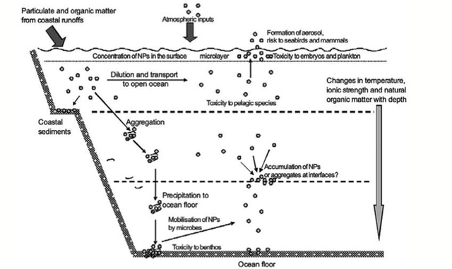 Figure 3. Schematic diagram showing the behavior and effects of NPs on marine environments as well as the organisms at risk of exposure. (Image retrieved from Klaine et al., 2008)