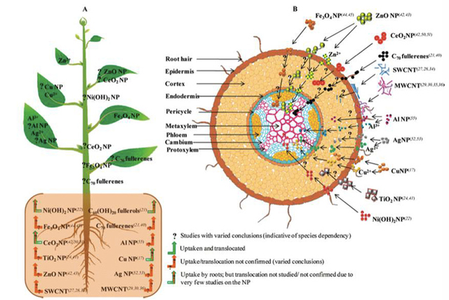 Figure 4. Diagram depicting the uptake, translocation, and biotransformation pathway of various nanoparticles in plants. Part A shows the uptake and the proposed location of the particles whereas part B shows the cross section of the absorption zone in the root, showing different nanoparticle interaction on exposure. (Rico et al., 2011)