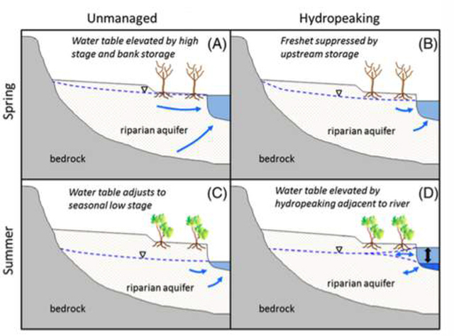 Figure 8. The seasonal hyporheic exchange of a regulated and unregulated river. In the unregulated river (on the left), the water table drops in the summer and low flows result in groundwater flowing into the river. In the regulated river (on the right), unnatural high flows cause some water to be lost to the groundwater from the river (Yellen & Boutt, 2015).