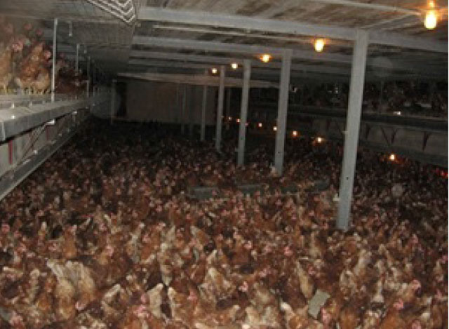Figure 10: living conditions in a “cage-free” production (Charles)