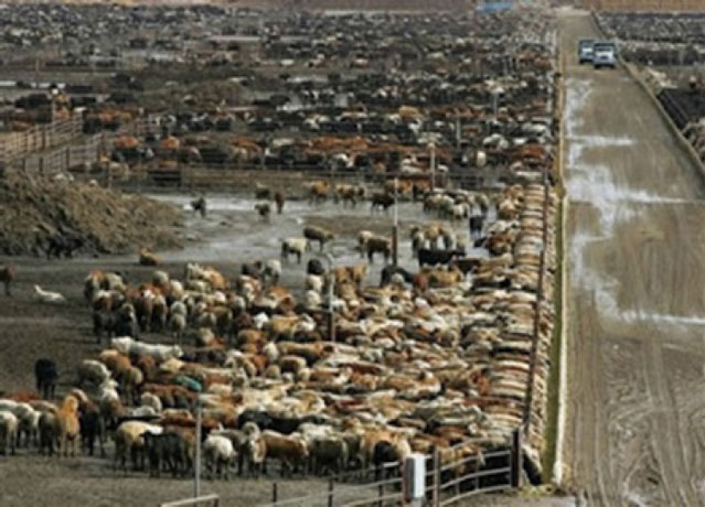 Figure 5: A CAFO in Washington (Simpson)