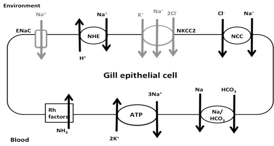 Figure 1. Na+ transporters of interest in warm acclimated fish. Transport proteins in black correspond to transcripts found in the gill transcriptome: NHE, NCC, Rh factors, NKA, and Na+/ HCO3- co-transporter. ENaC and NKCC2 are in grey since they were not found in the transcriptome.