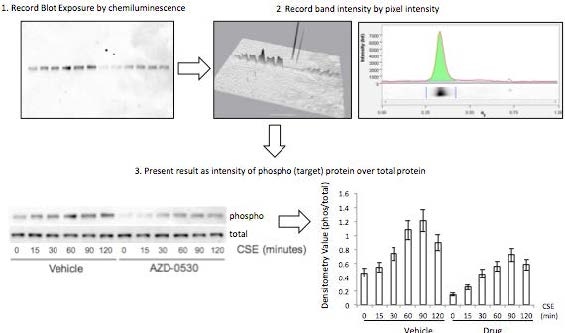 Figure 1. Densitometry analysis was used to semi-quantify the level of activation of proteins by calculating a ratio of phosphorylated protein to total protein. The ratio was proportional to the level of activation of the protein. Also, total proteins were represented as a ratio of β-Actin.