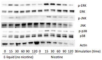 Figure 3. Nicotine activates MAP kinases. Western blots of MAP kinases.