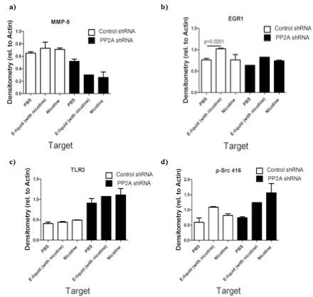 Figure 8. Semi-quantitative analysis of Western blots using the ratio of total protein to actin. PBS is used as a control. Silencing PP2A produces (a) less of the protein MMP-9, (b) a 25% increase in protein levels from PBS to E-liquid with nicotine (statistically significant; p < 0.05), (c) an increase in TLR3 protein levels. and (d) an increase in p-Src 416.