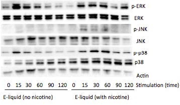 Figure 5. E-liquid with nicotine activates MAP Kinases. Western blots of MAP kinases.