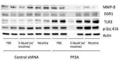 Figure 7. Western blots of targets.