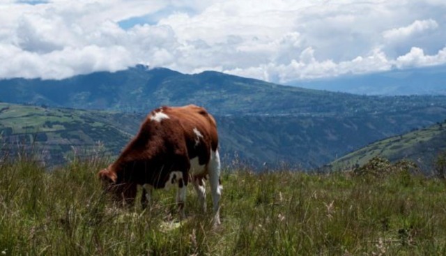 Fig. 1: Small, hillside farms in Ecuador. (Dana Dusterhoft, photographer)