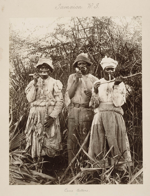 Jamaican cane cutters in the mid-1800s, after emancipation but still toiling under brutal conditions and white psuedo-masters. Jamaican cane cutters, mid 1800s after emancipation