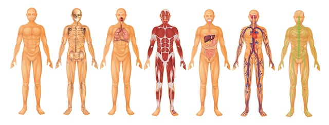 The human body