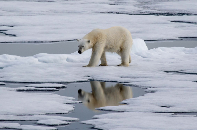 Polar Bear in Svalbard