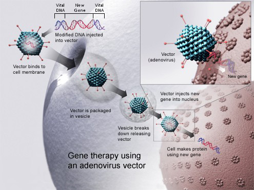 Gene Therapy Diagram