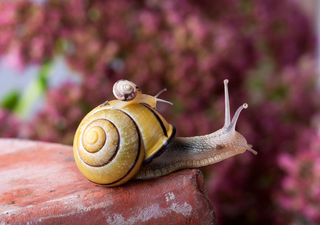 Mojave Shoulderband Snail