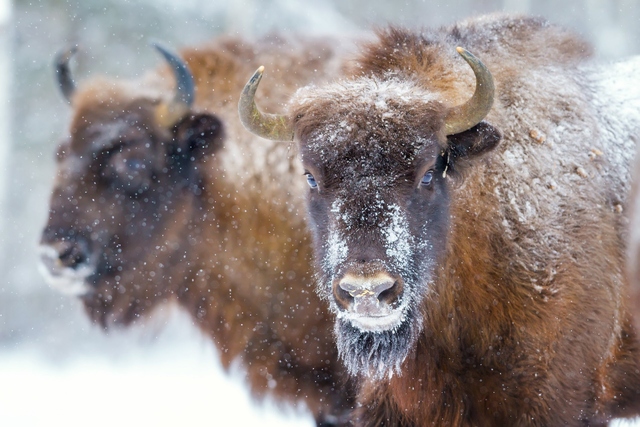 North American Bison