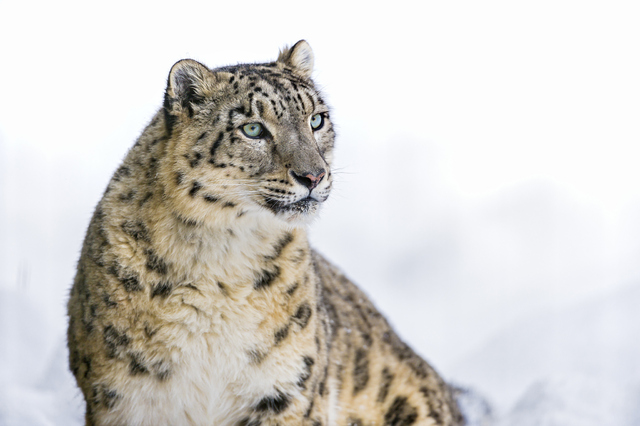 Snow Leopard 'Djamila'