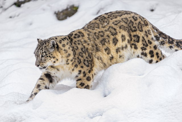 Snow Leopard