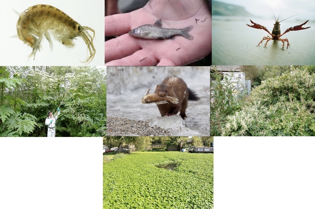 Critical invasive species in the U.K.