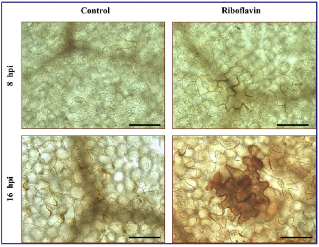 Figure 11