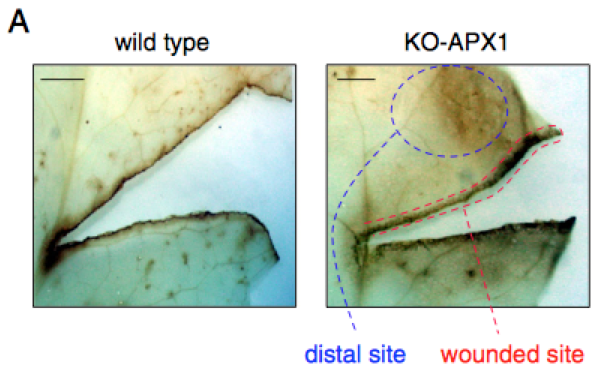 Figure 12