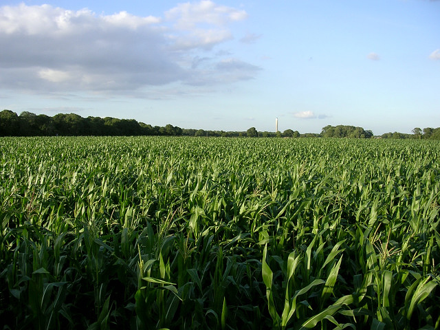 Corn Farmers dominate the landscape in the midwestern U.S.