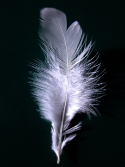 White Feather Campaign