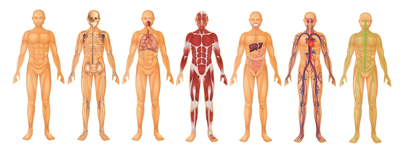The human body