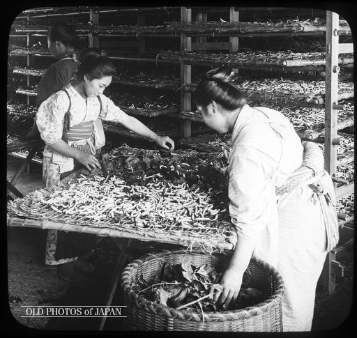 Japanese women feeding silk worms