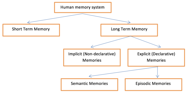 Human memory system